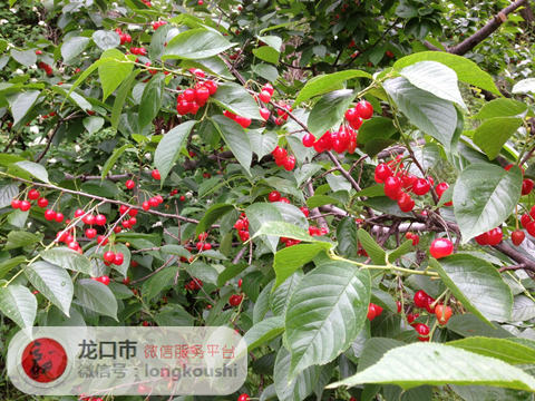 yingtao