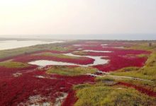 龙口市创新打造河道入海口流域水生态综合治理！——龙口网