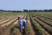 乡村振兴！龙口打造生态“新田园” ！产业兴、生态好、农民富！——龙口网