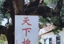 龙口全城寻找古树名木！谁知道？赶快拨打这个电话——龙口网