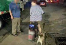 集中整治！龙口这些人因不文明养犬行为被处罚~——龙口网